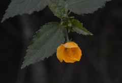 Pavonia sepium