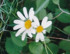 Anthemis cotula