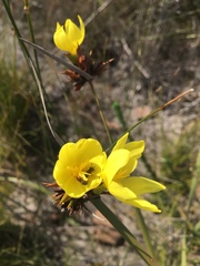 Bobartia macrospatha