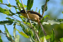 Donacobius atricapilla