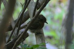 Knipolegus hudsoni