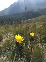 Bobartia macrospatha