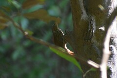 Xiphorhynchus ocellatus