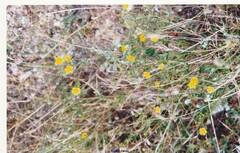Festuca myuros