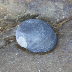 Nerita melanotragus