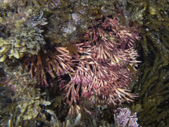Melanthalia