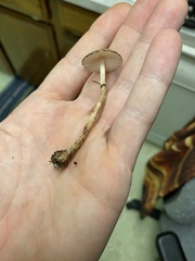 Lepiota flammeotincta