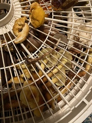 Lepiota flammeotincta