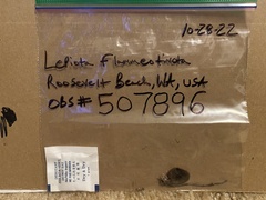 Lepiota flammeotincta