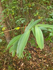 Alpinia caerulea