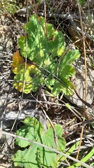 Pelargonium lobatum