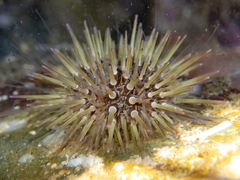 Heliocidaris erythrogramma