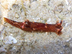 Plocamopherus imperialis