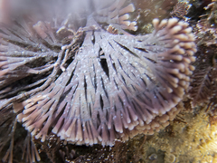 Amphiroa anceps