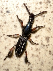 Cyphagogini