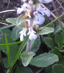 Ajuga ophrydis