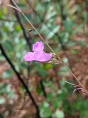 Agalinis setacea
