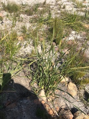 Bobartia macrospatha