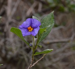Lycianthes lycioides