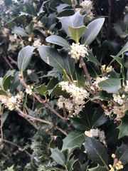 Osmanthus