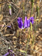 Conanthera