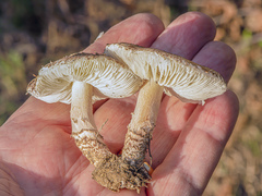 Lepiota brunneoincarnata