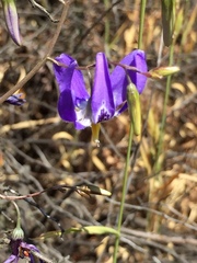 Conanthera