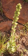 Crassula capitella nodulosa