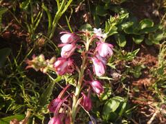 Eulophia hians hians