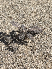Dalea mollissima