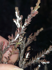 Paraferrisia podocarpi