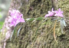 Epidendrum centropetalum