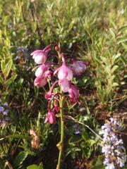 Eulophia hians hians