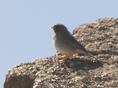 Rhopospina alaudina