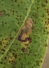 Ectoedemia clemensella