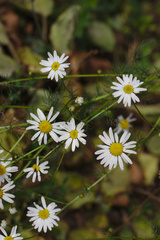 Tripleurospermum