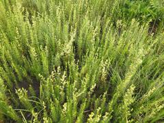 Galium capense capense
