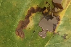 Ectoedemia clemensella