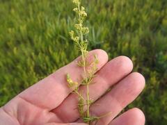 Galium capense capense