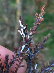 Paraferrisia podocarpi