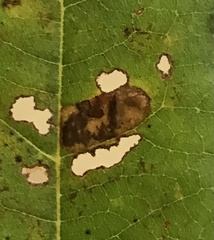 Ectoedemia clemensella