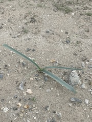 Hesperocallis undulata