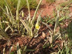 Hermannia lancifolia