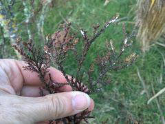 Paraferrisia podocarpi