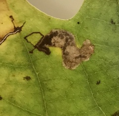 Ectoedemia clemensella