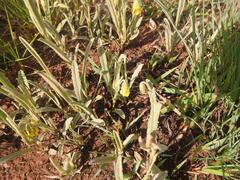 Hermannia lancifolia