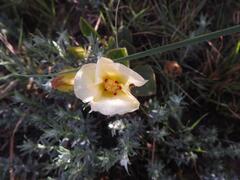 Hibiscus aethiopicus ovatus