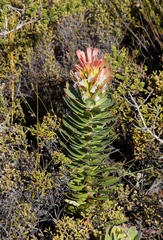 Mimetes fimbriifolius