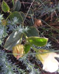 Hibiscus aethiopicus ovatus