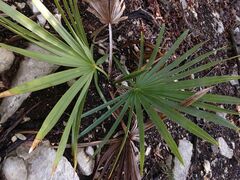 Sabal minor
